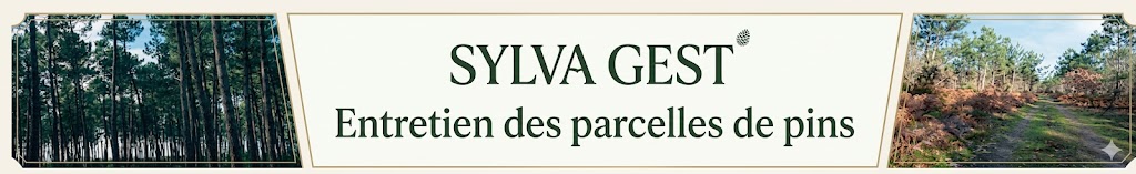 Sylva Gest - Entretien des parcelles de pins